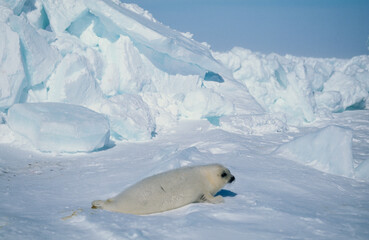 Phoque du Groenland, jeune, blanchon, Pagophilus groenlandicus