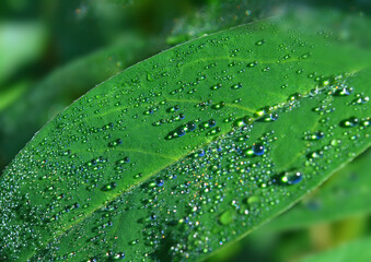 Green leaf with transparent iridescent drops of water, closeup