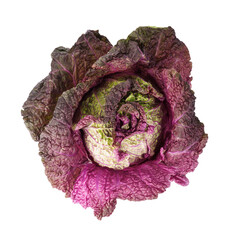 top view of purple Chinese cabbage isolated on white