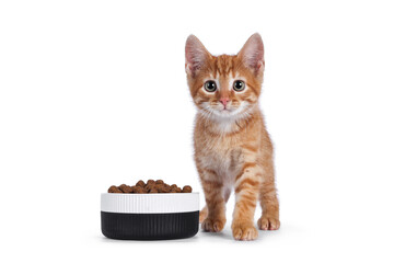 Cute little red house cat standing beside ceramic bowl filled with dry food. Looking towards camera. Isolated on white background. © Nynke