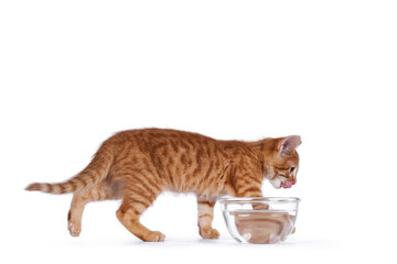 Cute little red house cat walking away from glass bowl with water. Licking face with pink tongue. Lookingaway from camera. Isolated on white background. © Nynke