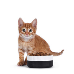 Cute little red house cat standing behind ceramic bowl filled with dry food. Looking towards camera. Isolated on white background. © Nynke