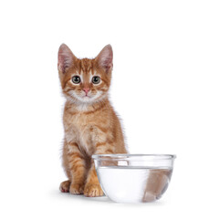 Cute little red house cat sitting behind  glass bowl filled with water. Looking towards camera. Isolated on white background. © Nynke