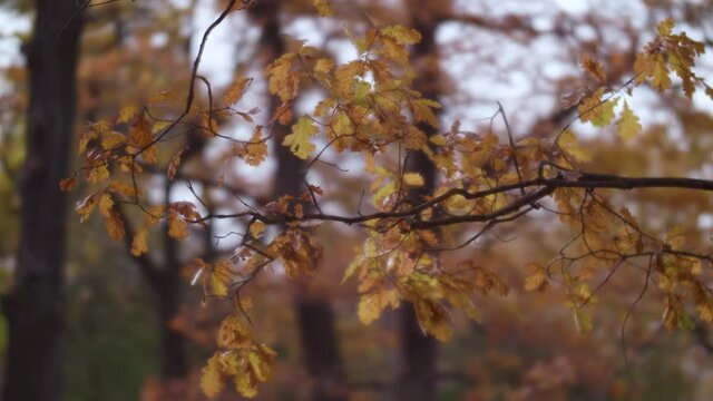 Autumn background with yellow oak leaves on branch. Last leaves fall off before winter. Fall season.