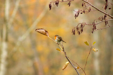 Robin on the tree