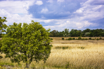 Fototapeta premium landscape with trees