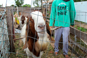 goat portrait in an enclosure in the farm together with the caregiver