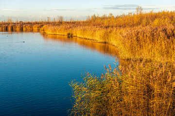 Dry common reeds in the light of the setting sun. The photo was taken at the end of an autumn day in the Dutch National Park De Biesbosch near the village of Werkendam in the province of North Brabant