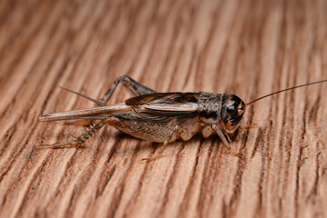 Close-up shot of a cricket jumping on a wooden table to play with the lights.