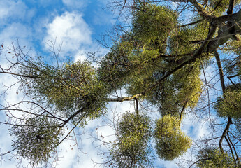Viscum is parasitic plant on trees