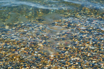 Small sea jellyfish. Jellyfish swim in sea water.