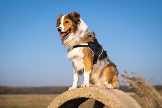 rescue dog in a harness sitting on a concrete ring and waiting for some action