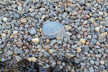 Pebble Beach with Close Up of Stranded Jelly Fish