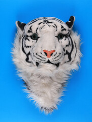 tiger mask isolated on blue background