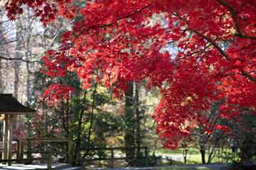 Autumn leaves in lovely color