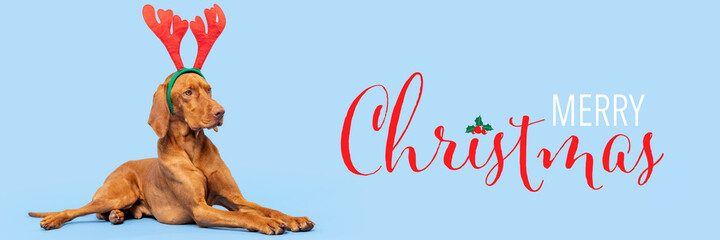 Dog Christmas Banner. Vizsla wearing xmas reindeer antlers full length studio portrait on pastel...