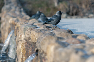 landscape, nature, bird jackdaw drinks water on a frozen reservoir in winter, a stream of clean flowing water waterfall, in the park in winter,. High quality 