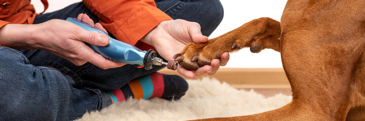 Dog nails grinding banner. Woman using a dremel to shorten dogs nails. Pet owner dremeling nails on vizsla dog.