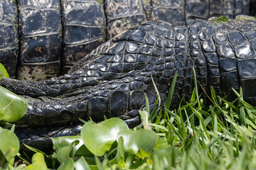 alligator legs