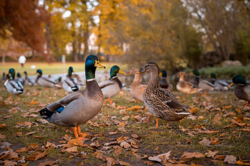colonie de canards dans un parc