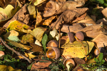 autumn leaves on the ground