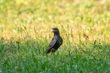 Common starling on a green meadow in summer