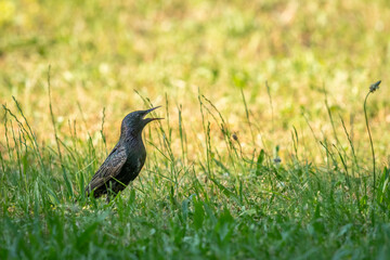 Common starling on a green meadow in summer
