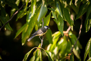 A great tit sitting on bush in summer