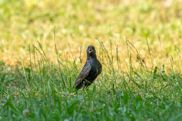 Common starling on a green meadow in summer