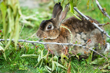 Naklejka na ściany i meble A young rabbit sitting in the grass