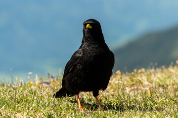 Alpine Chough on a sunny day in the Austrian Alps