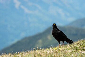 Alpine Chough on a sunny day in the Austrian Alps