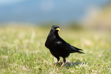 Alpine Chough on a sunny day in the Austrian Alps