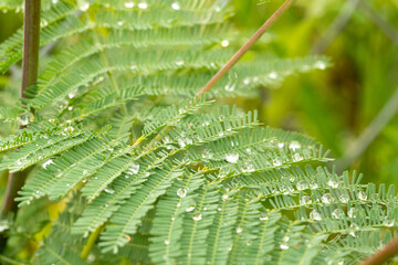 fairy tale styled macro shot of rain drops on fern leafs, hard blur on background