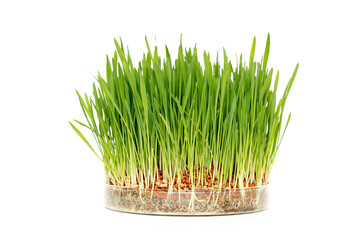 Wheat in a science laboratory. Researching new types of GMOs