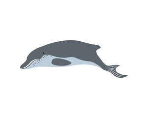 dolphin sea life