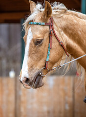 Portrait of a palomino Quarter Horse in a western bridle. Horse riding hobby. Horse training
