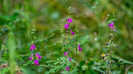 Amazing image of Tephrosia purpurea plant (kolunji) flower in india