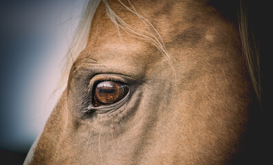 portrait of a sad palomino horse - obrazy, fototapety, plakaty