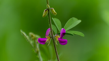 Fototapeta na wymiar Amazing image of Tephrosia purpurea plant (kolunji) flower in india