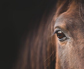 Arabian horse portrait. Close up head of a brown horse, beautiful mane eye. Pure Arabian blood Polandclose up