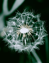 Macro photography of dandelion seeds on blurred background. Stylized image in monochrome tones.