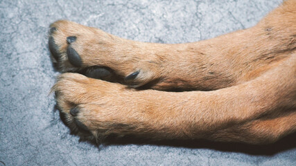 Dog lay on cement floor. Part of dog with close-up shot and yellow brown silky hair from top angle view.