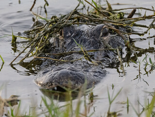 alligator hiding
