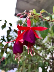 bell flower
