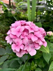 pink hydrangea flower