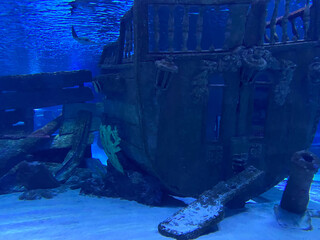 Scuba diver observing a large shipwreck completely rusted and overgrown lying underwater in the Red...