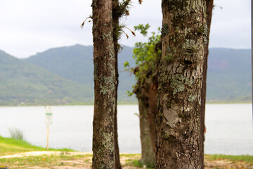 closeup on the tree, in the background a lake and mountains.