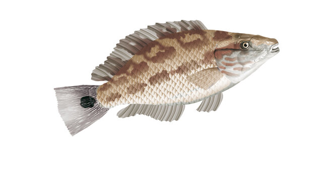 poisson, cr&eacute;nilabre m&eacute;lo&eacute;s  , isol&eacute;, aliment, animal, blanc, p&ecirc;che, frais, brut, sain, ailette, eau douce, nature, attraper, fleuve, blatte, fruits de mer, argent, queue, viande, &eacute;caille, fond blanc, 