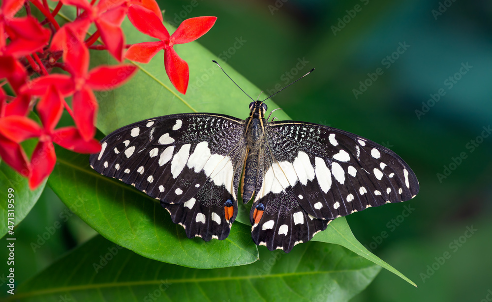 Wall mural Beautiful butterfly (Lime Butterfly  or Papilio demoleus malayanus Wallace, 1865) perching on green leaves with green background in nature, Thailand.